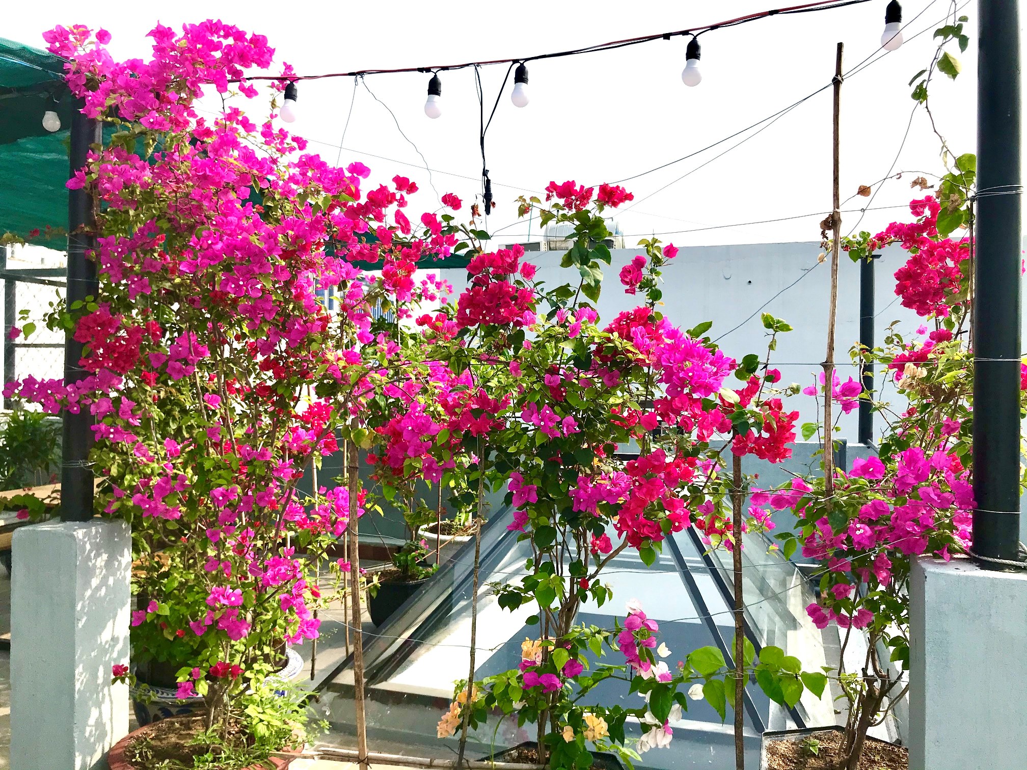 Giới thiệu về COSY House 20 san thuong 1 lite