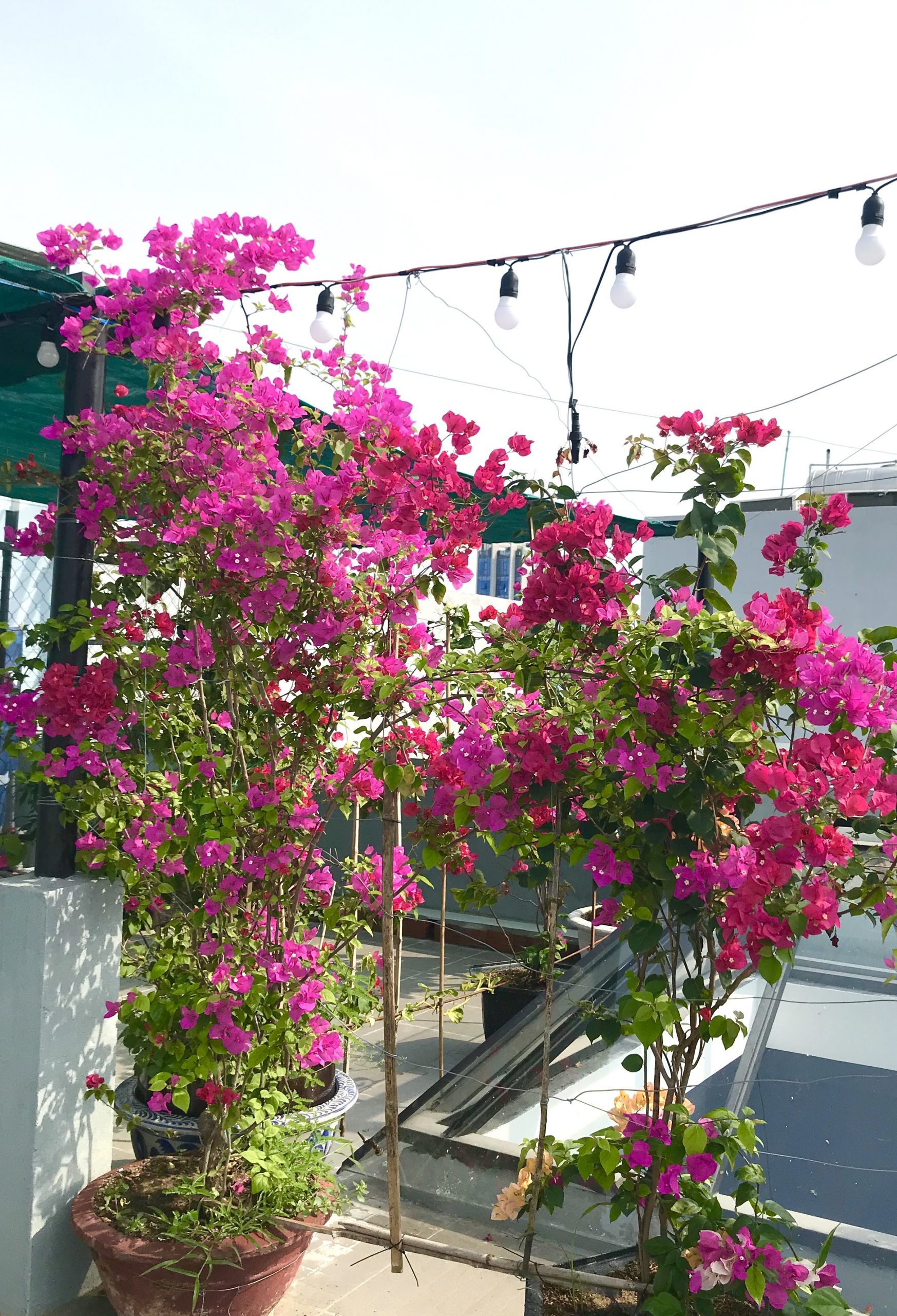 Giới thiệu về COSY House 21 san thuong 2 scaled